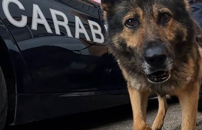 San Felice a Cancello: Nascondeva droga e 1800,00 euro in contanti, denunciato 25enne