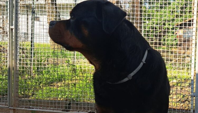 Borgonovo Val Tidone: Rottweiler rinchiuso, senza cibo né acqua, denutrito, salvato dai Carabinieri piacentini