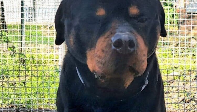 Borgonovo Val Tidone: Rottweiler rinchiuso, senza cibo né acqua, denutrito, salvato dai Carabinieri piacentini