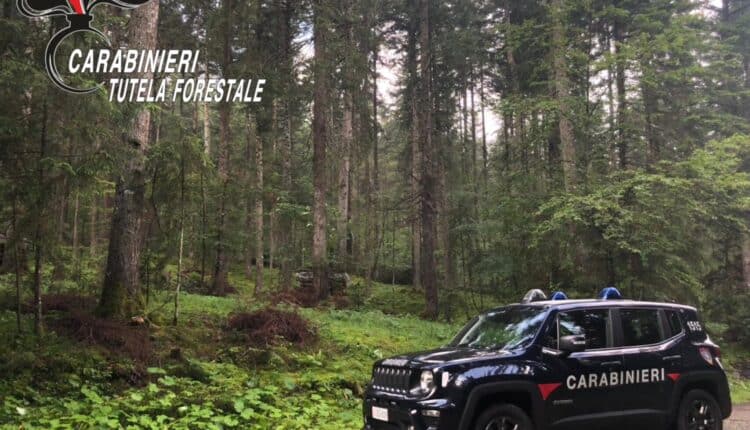 Giornata internazionale delle Foreste: Attività di educazione ambientale con i Carabinieri Forestali in tutta Italia