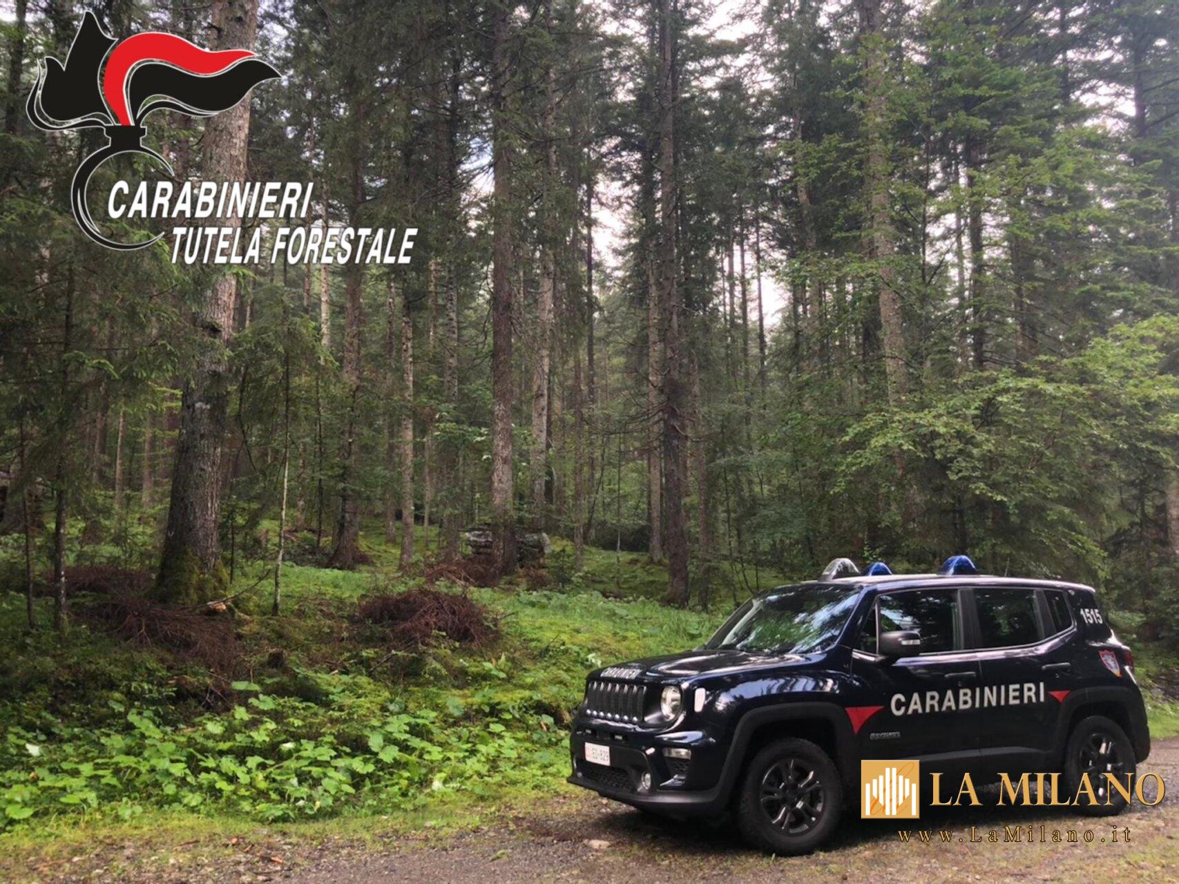 Giornata internazionale delle Foreste: Attività di educazione ambientale con i Carabinieri Forestali in tutta Italia