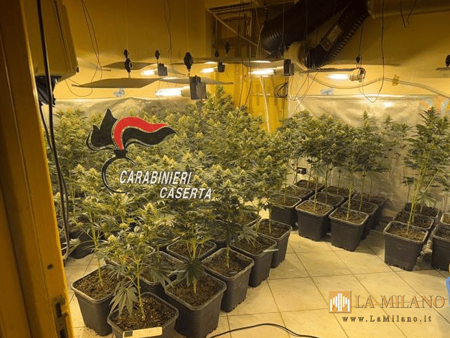 San Marcellino: producevano marijuana "in house", arrestati due soggetti e sequestrate centinaia di piante, droga e proiettili