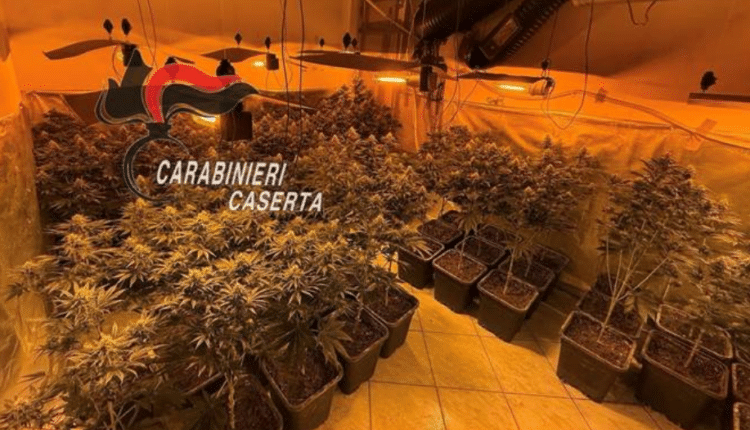 San Marcellino: producevano marijuana "in house", arrestati due soggetti e sequestrate centinaia di piante, droga e proiettili