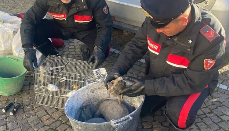 Santa Maria La Carità (NA), arrestati due ladri: hanno lanciato una gabbia di canarini durante la fuga