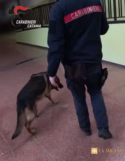 Bronte, controlli dei Carabinieri in una scuola superiore: trovata e sequestrata marijuana