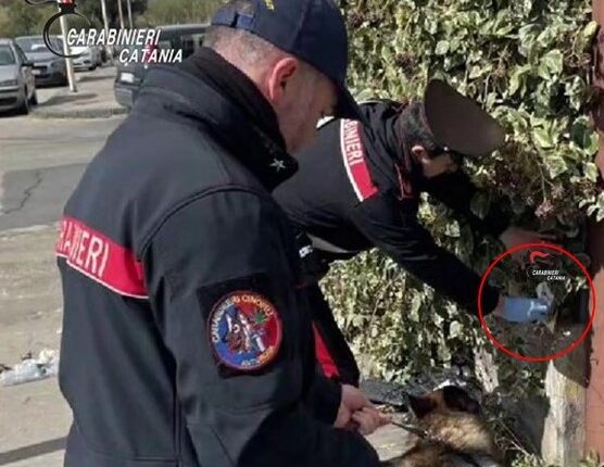 Bronte, controlli dei Carabinieri in una scuola superiore: trovata e sequestrata marijuana