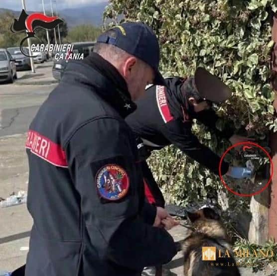 Bronte, controlli dei Carabinieri in una scuola superiore: trovata e sequestrata marijuana