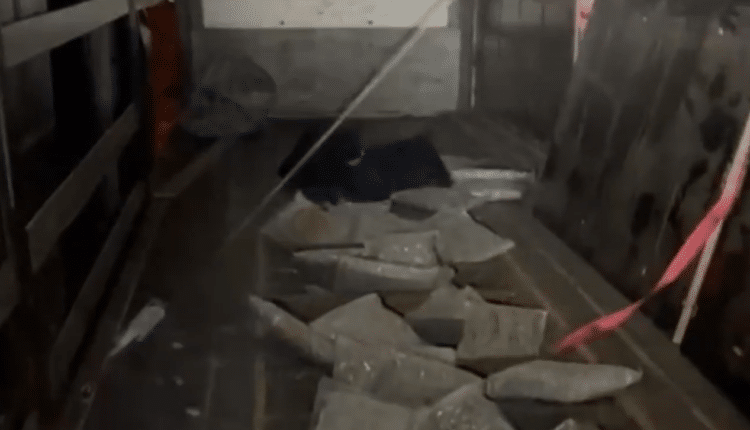 Bergamo: La Polizia di Stato di Milano arresta 2 persone con 90 kg di marijuana nel camion