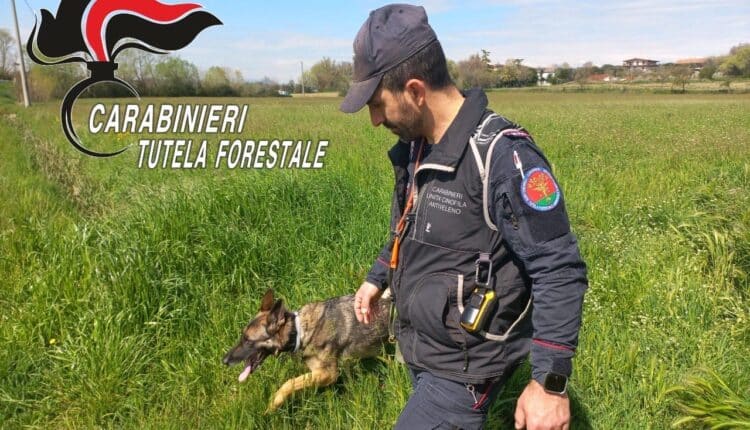 Bocconi avvelenati a Desenzano del Garda e Bagolino: in campo l’unità cinofila antiveleno con il cane "Senna"