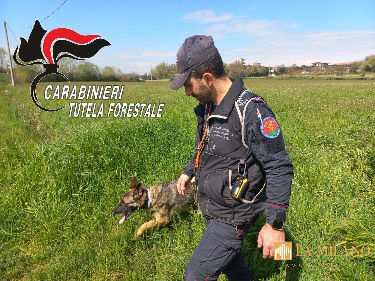 Bocconi avvelenati a Desenzano del Garda e Bagolino: in campo l’unità cinofila antiveleno con il cane "Senna"