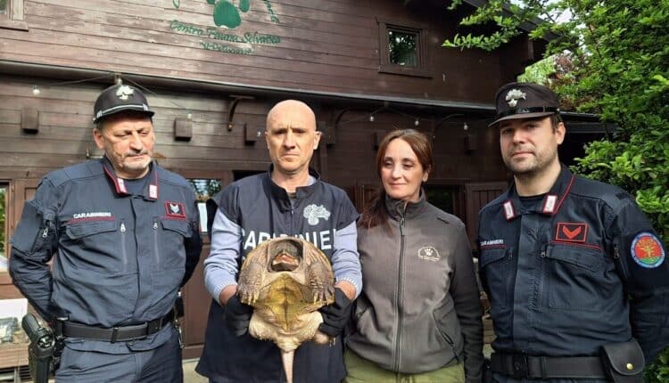 Sequestrata una tartaruga alligatore abbandonata, pericolosa per la sicurezza pubblica. In corso le indagini per identificare il responsabile.