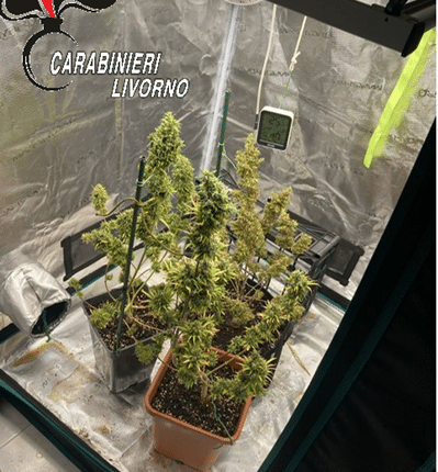 Cecina: scoperta piantagione di marijuana, sequestrati 500 grammi