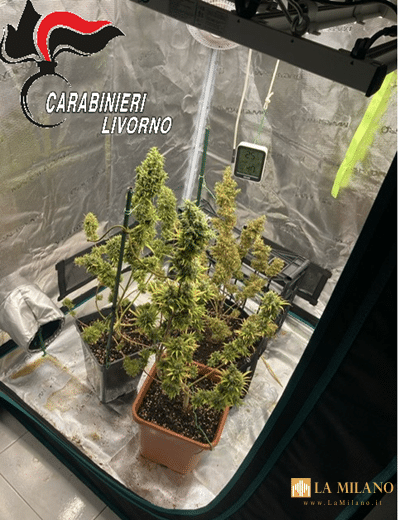 Cecina: scoperta piantagione di marijuana, sequestrati 500 grammi