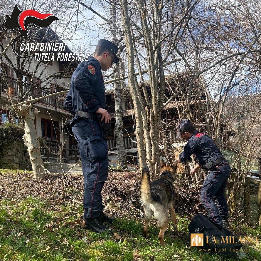 Bocconi avvelenati a Desenzano del Garda e Bagolino: in campo l’unità cinofila antiveleno con il cane "Senna"