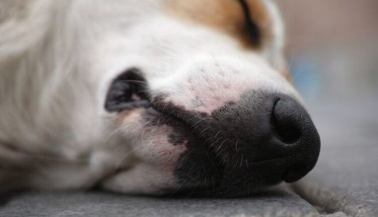 Uccidono cane di quartiere, l’Assessore Celesti presenta denuncia e scrive una lettera aperta