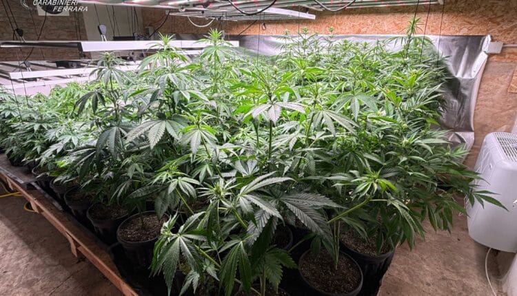 Controlli straordinari ad Argenta: i Carabinieri sequestrano una serra con oltre 200 piante di marijuana. Eseguiti un arresto e due denunce