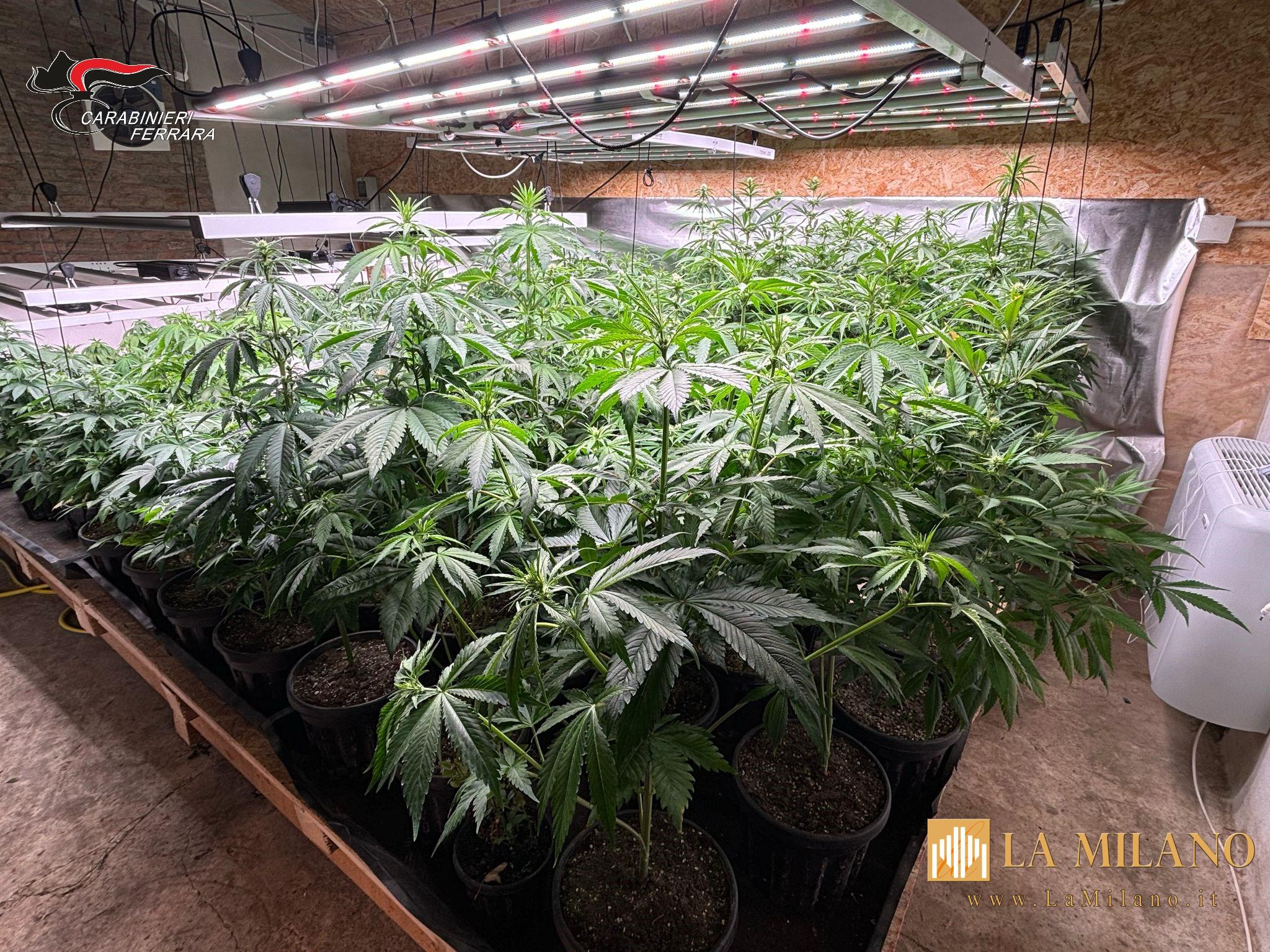 Controlli straordinari ad Argenta: i Carabinieri sequestrano una serra con oltre 200 piante di marijuana. Eseguiti un arresto e due denunce