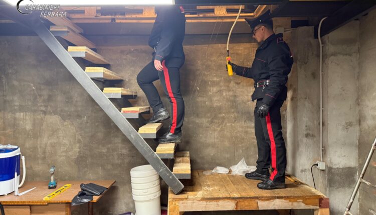 Controlli straordinari ad Argenta: i Carabinieri sequestrano una serra con oltre 200 piante di marijuana. Eseguiti un arresto e due denunce