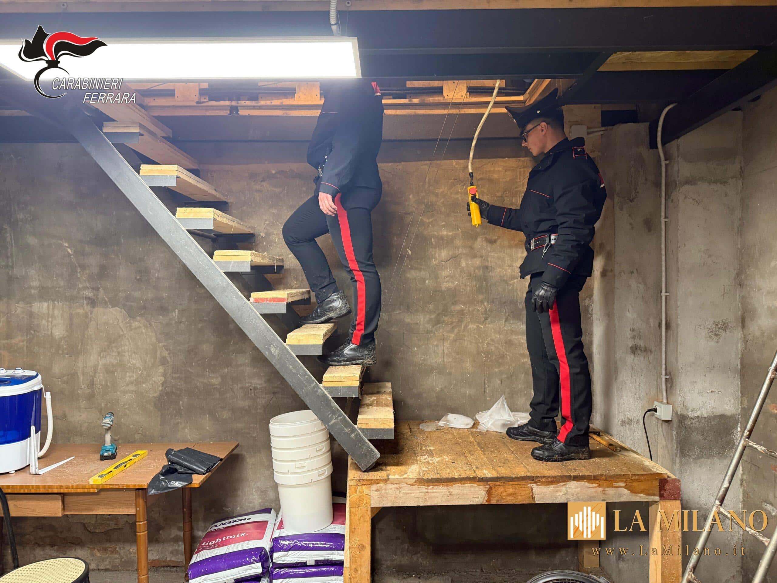 Controlli straordinari ad Argenta: i Carabinieri sequestrano una serra con oltre 200 piante di marijuana. Eseguiti un arresto e due denunce