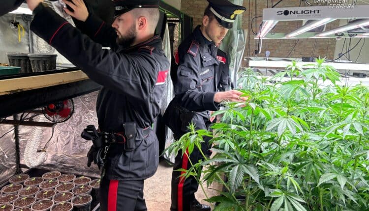 Controlli straordinari ad Argenta: i Carabinieri sequestrano una serra con oltre 200 piante di marijuana. Eseguiti un arresto e due denunce