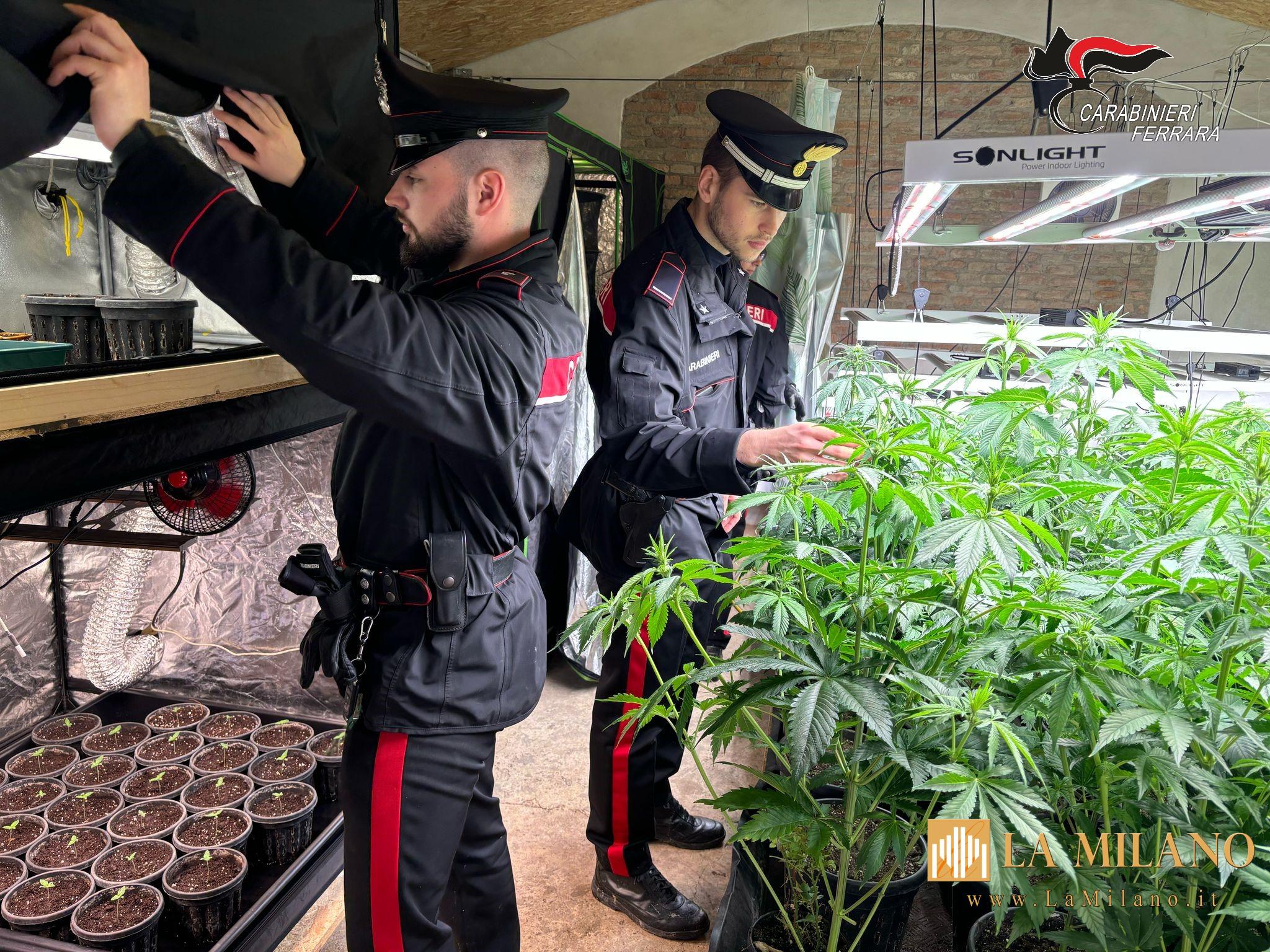 Controlli straordinari ad Argenta: i Carabinieri sequestrano una serra con oltre 200 piante di marijuana. Eseguiti un arresto e due denunce