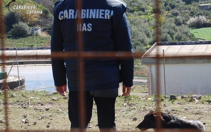 Cani in condizioni precarie: Sotto sequestro il canile di Vizzini