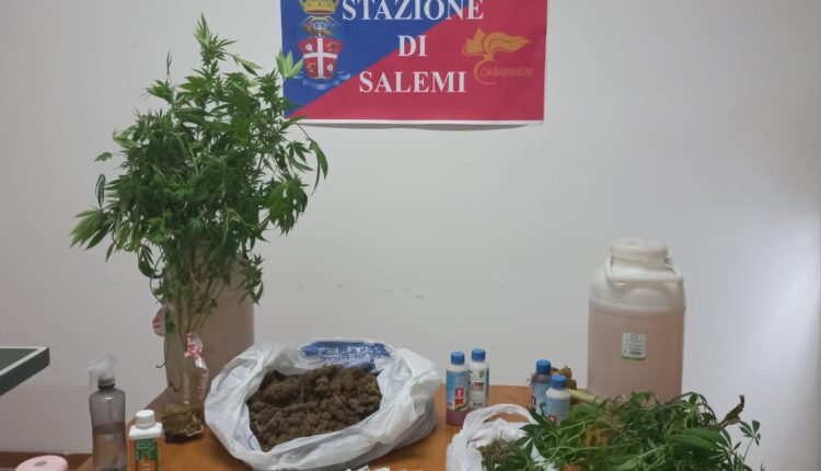38enne arrestato a Vita: coltivava piante di marijuana nel suo B&B