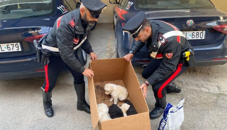 Gettati in una scatola tra l’immondizia: cuccioli messi in salvo e ora in cura