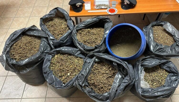 Collecorvino, arrestato sorvegliato speciale: sequestrati 87 kg di marijuana e cocaina
