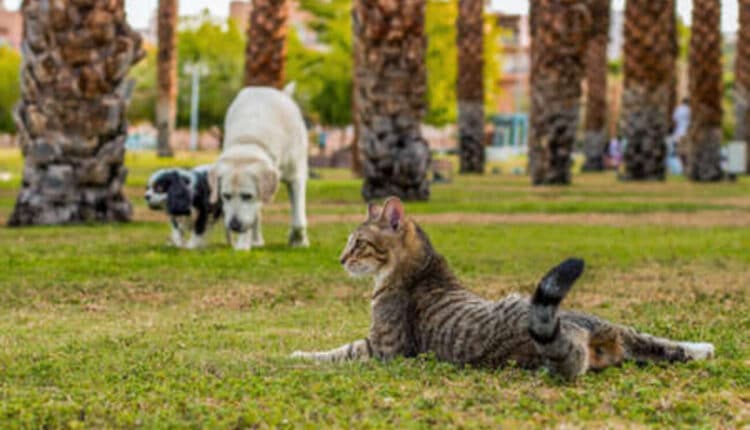 Maltrattamenti e abbandono di animali: il Senato approva la legge, pene più severe e carcere.