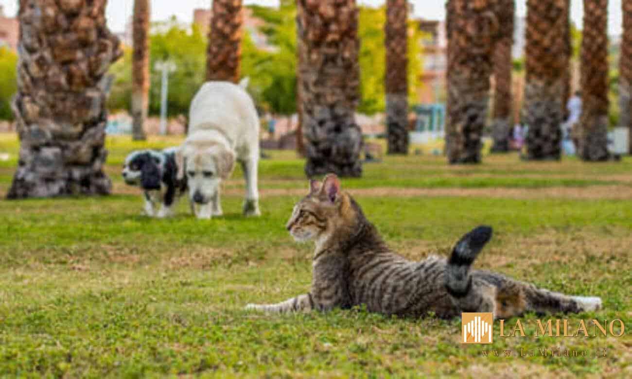 Maltrattamenti e abbandono di animali: il Senato approva la legge, pene più severe e carcere.