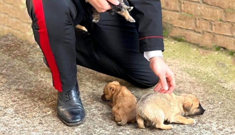 Barga: cane maltrattato salvato dai Carabinieri, ora è al sicuro in un canile