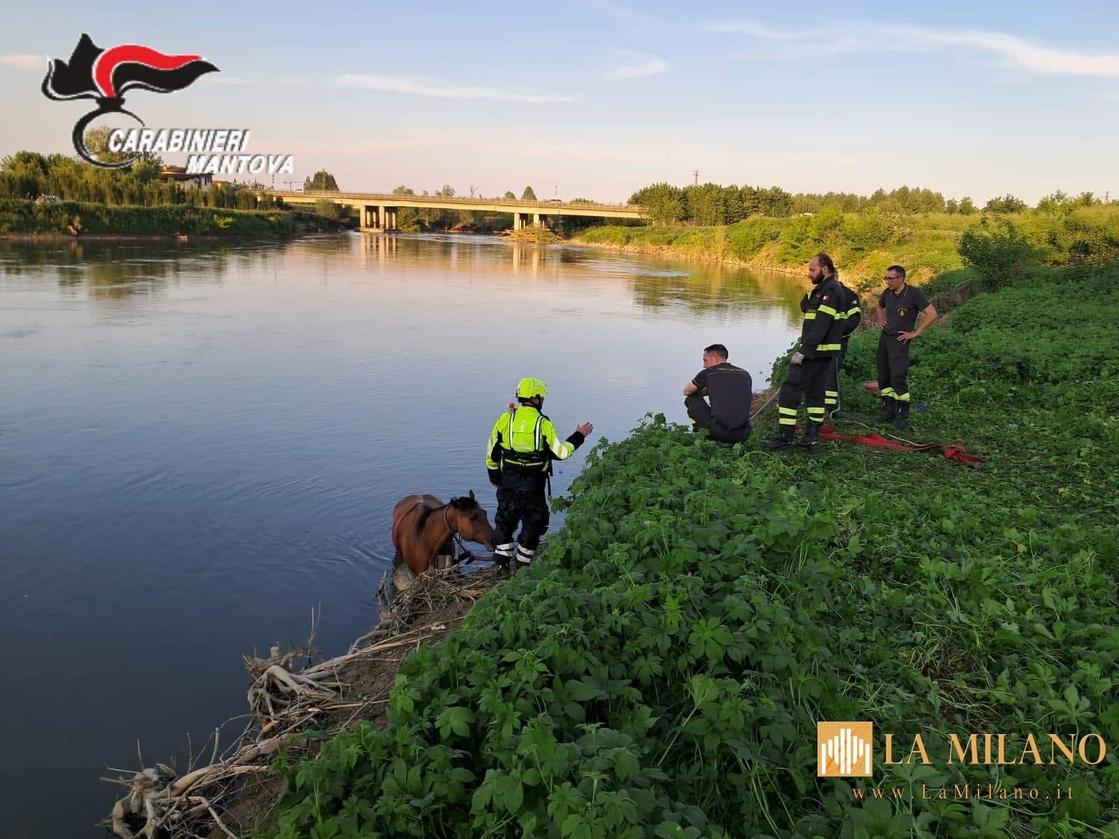 I Carabinieri Forestali salvano un cavallo purosangue in pericolo sul fiume Oglio.