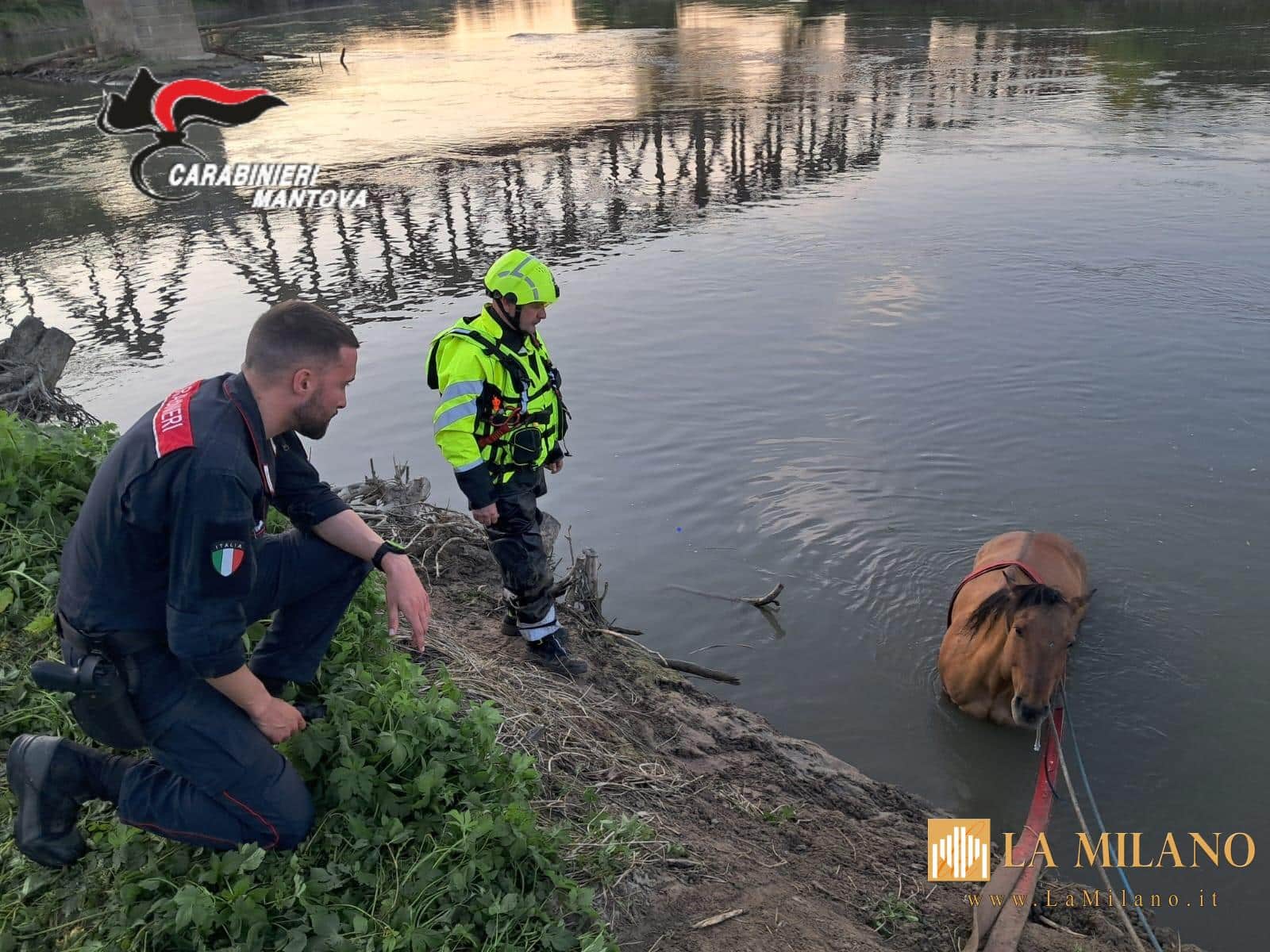 I Carabinieri Forestali salvano un cavallo purosangue in pericolo sul fiume Oglio
