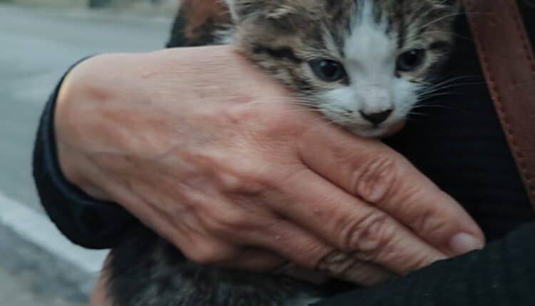 Gattini lanciati dal finestrino in A16: denunciata 30enne per abbandono