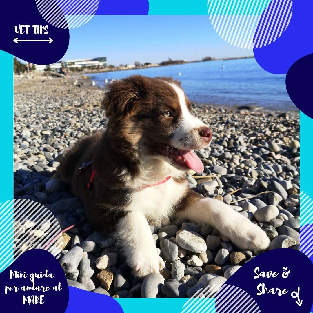 Vacanze al mare con il tuo cane Guida completa per la sicurezza e il benessere del tuo amico a quattro zampe