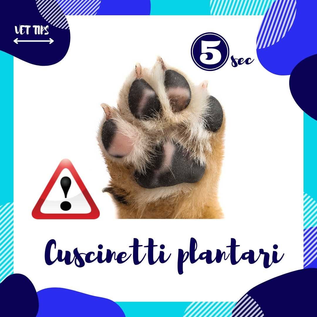 Vacanze al mare con il tuo cane Guida completa per la sicurezza e il benessere del tuo amico a quattro zampe