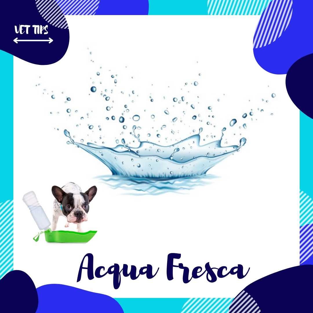 Vacanze al mare con il tuo cane Guida completa per la sicurezza e il benessere del tuo amico a quattro zampe