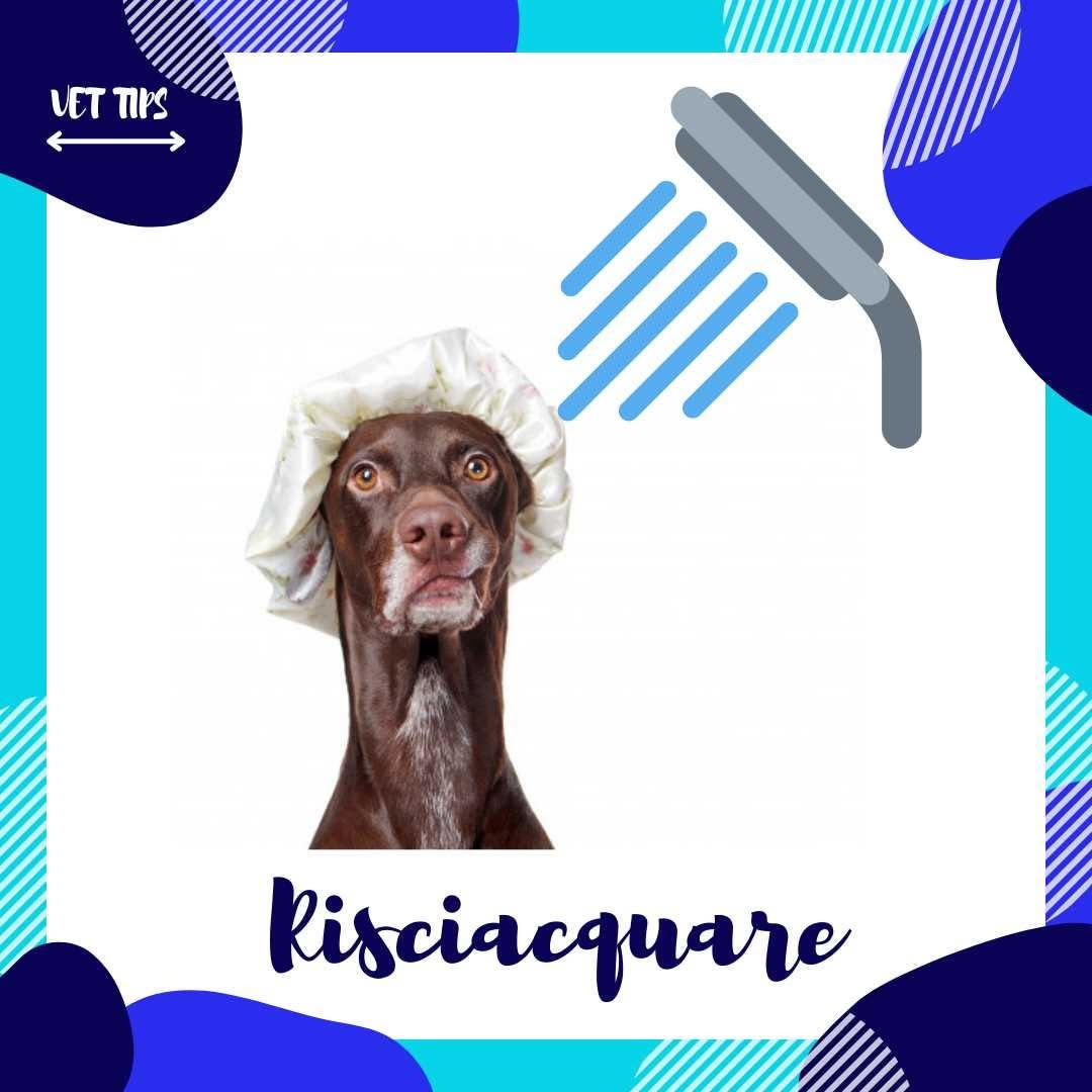 Vacanze al mare con il tuo cane Guida completa per la sicurezza e il benessere del tuo amico a quattro zampe