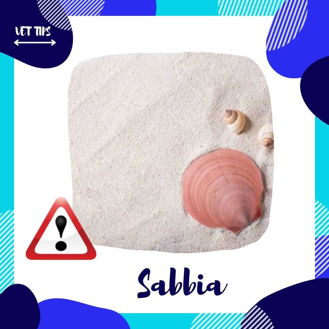 Vacanze al mare con il tuo cane Guida completa per la sicurezza e il benessere del tuo amico a quattro zampe