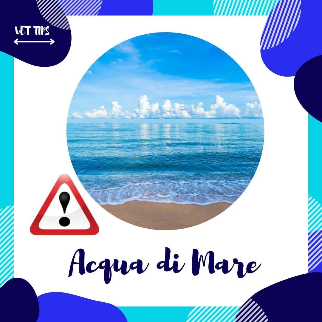 Vacanze al mare con il tuo cane Guida completa per la sicurezza e il benessere del tuo amico a quattro zampe