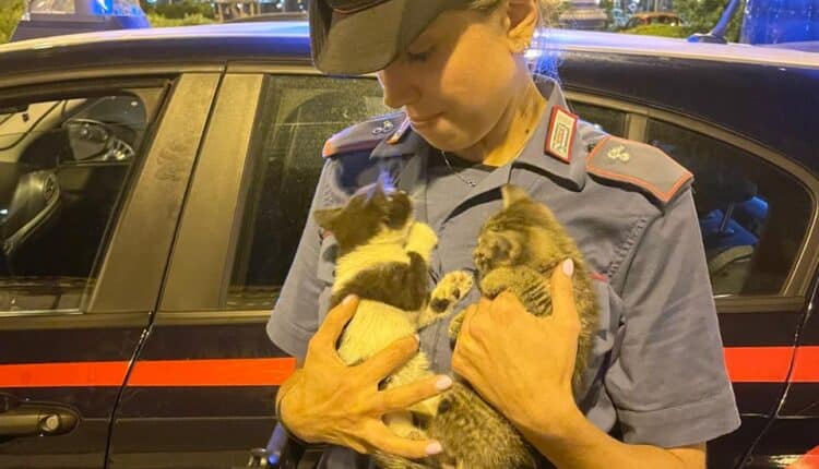 Trieste, Carabinieri salvano due gattini intrappolati nel motore di un’auto