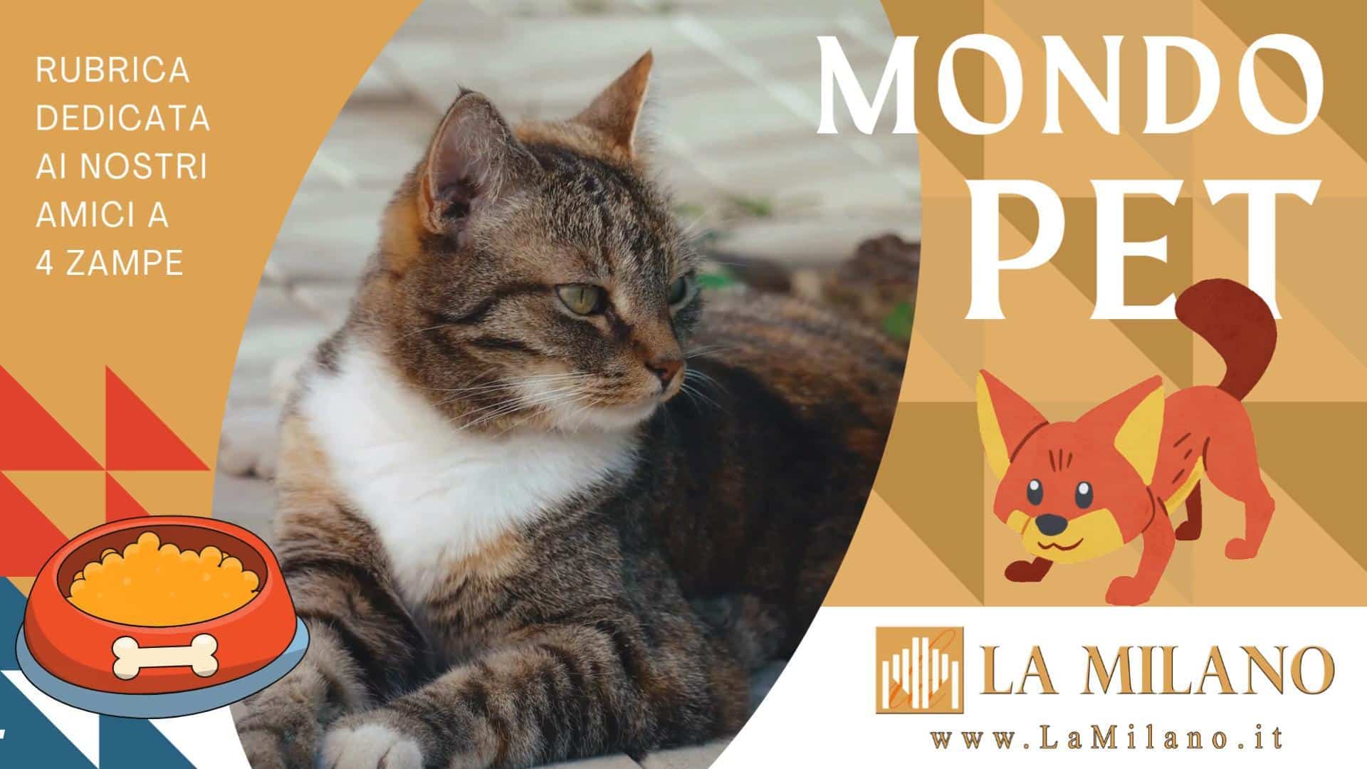 Caldo estivo e cani: consigli pratici per proteggerli durante le giornate più torride