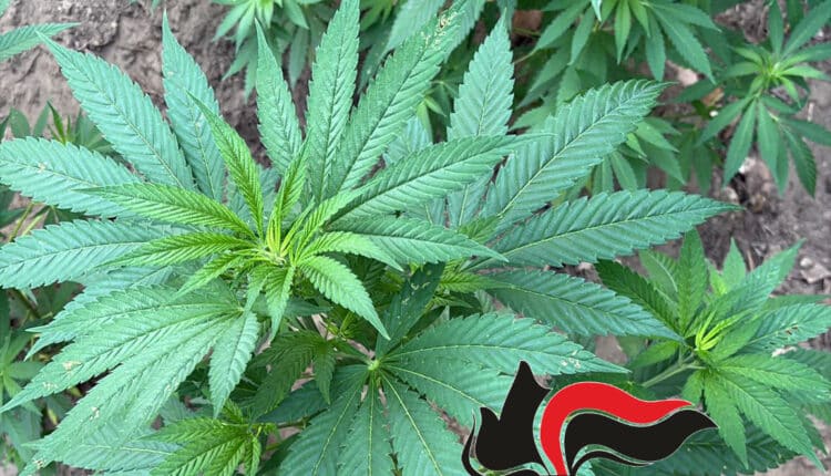 Operazione "Continuum Bellum 3": azione di contrasto al narcotraffico sui Monti Lattari