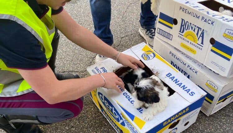 Traffico illecito di cuccioli sull’A4: fermato furgone al confine tra Lombardia e Piemonte
