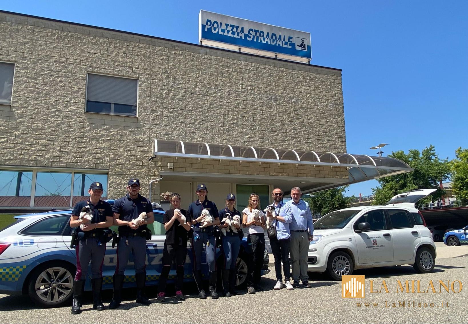 Traffico illecito di cuccioli sull’A4: fermato furgone al confine tra Lombardia e Piemonte