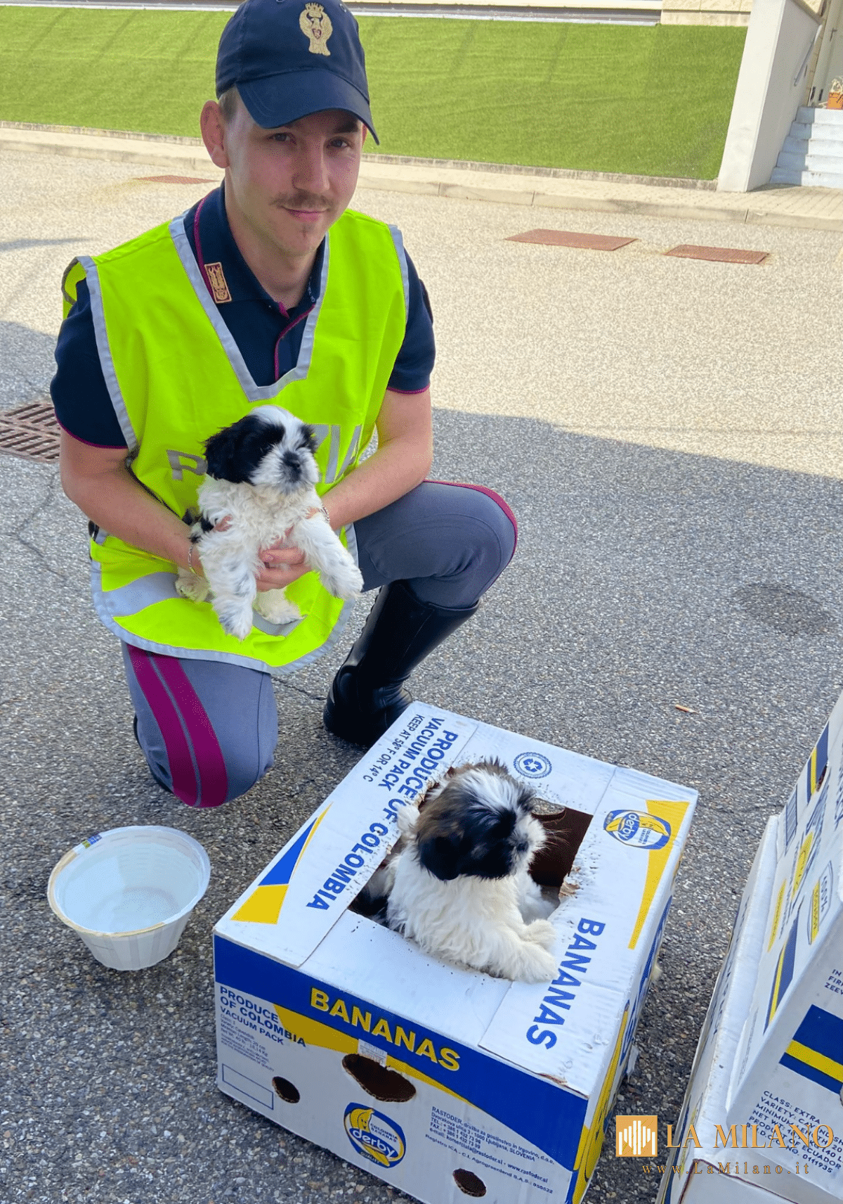 Traffico illecito di cuccioli sull’A4: fermato furgone al confine tra Lombardia e Piemonte