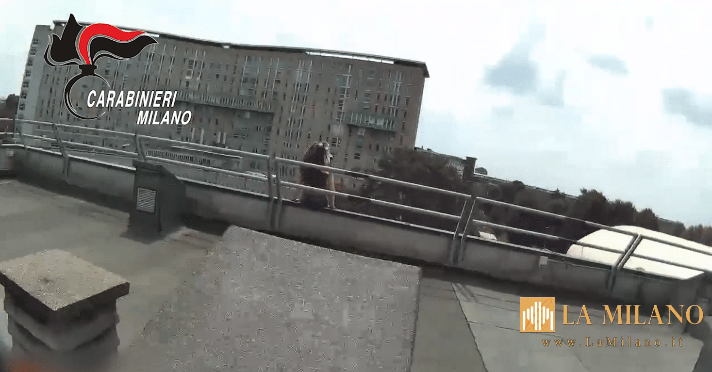 Milano, 22enne tenta il suicidio dal tetto: salvata dai Carabinieri