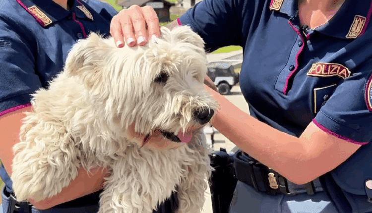 Polizia di Stato: online il nuovo spot contro l’abbandono degli animali