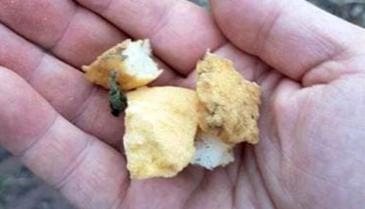 Genova, controlli a Villa Gavotti: Nessun boccone avvelenato trovato ma i monitoraggi continuano